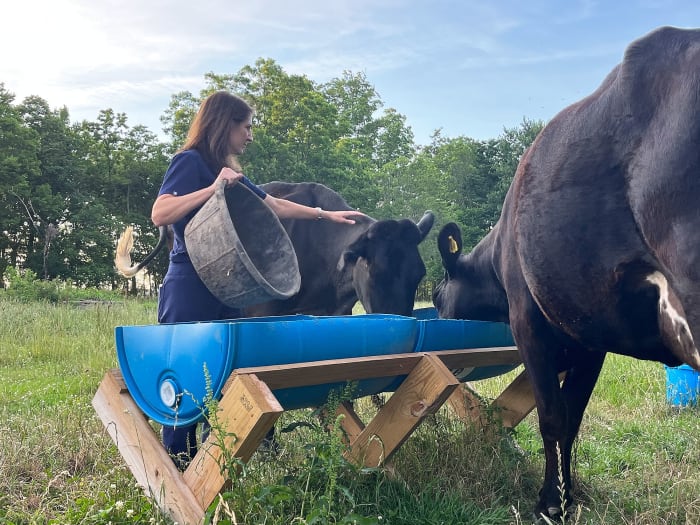 Katie O’Neal tends to her cows